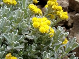 Helichrysum trilineatum flowerheads